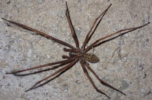 Eratigena saeva